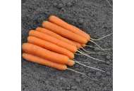 Ексельсо F1 - морковь, 100 000 семян, калиброванные, Nickerson Zwaan  фото, цена